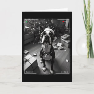 Christmas Boston Terrier Caught On Camera Card