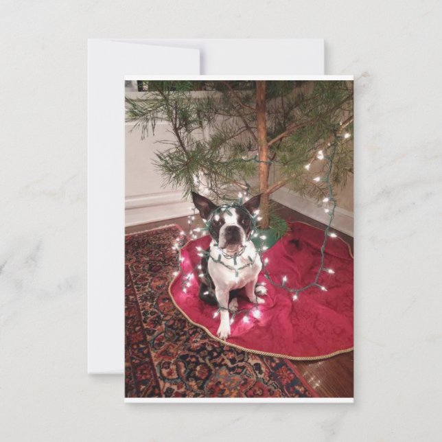 Christmas Boston Terrier Dolly card (Front)