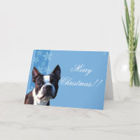 Christmas Boston terrier greeting card