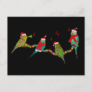 Christmas Budgie Frenzy Postcard