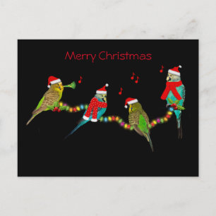 Christmas Budgie Frenzy Postcard