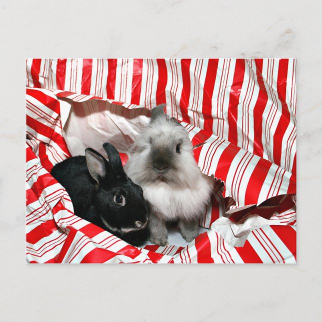 Christmas bunnies holiday postcard (Front)