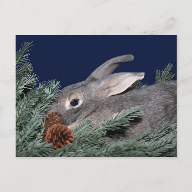 Christmas bunny holiday postcard (Front)