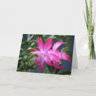 Christmas Cactus #01 Holiday Card