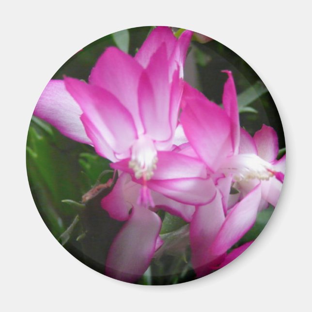 Christmas Cactus Flowers Magnet (Front)