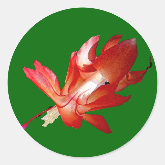 Christmas Cactus Merry Christmas Series Classic Round Sticker (Front)