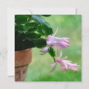 Christmas Cactus Orchid Flower Art Note Card
