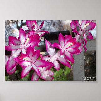 Christmas Cactus Poster