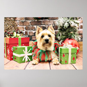 Christmas - Cairn Terrier - Lola Poster