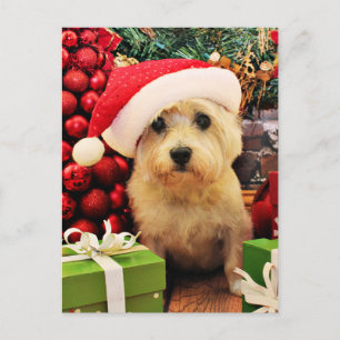 Christmas - Cairn Terrier - Roxy Holiday Postcard