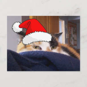 Christmas Calico Cat Holiday Postcard