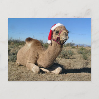 Christmas camel postcard