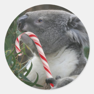 Christmas Candy Cane Koala Classic Round Sticker