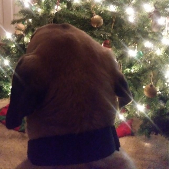 Christmas Card (Creator Uploaded)