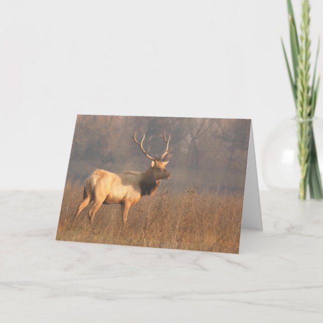 Christmas card featuring Tule elk (Front)