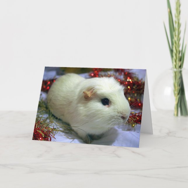 Christmas card guinea pig (Front)