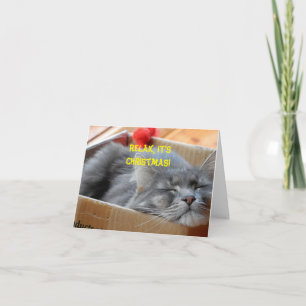 Christmas Card - Merlin the Cat Snoozing
