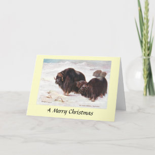 Christmas Card - Musk Oxen