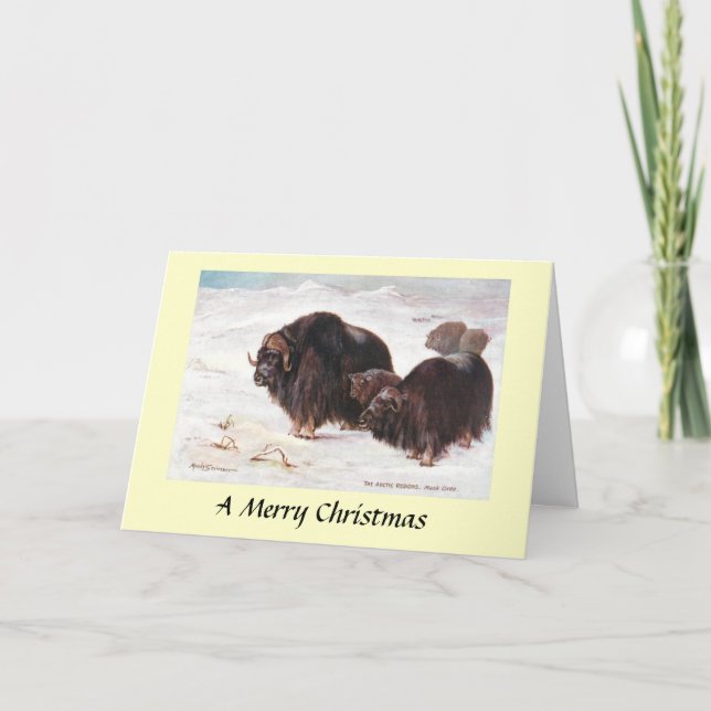 Christmas Card - Musk Oxen (Front)