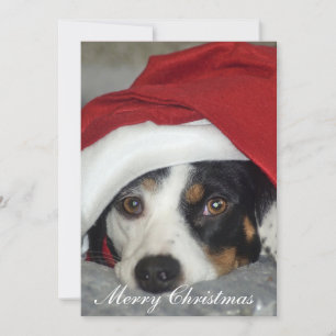 Christmas card picture of dog.