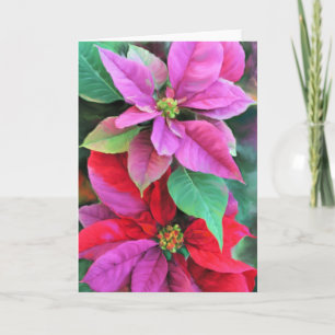 Christmas Card Pink & Red Poinsettias