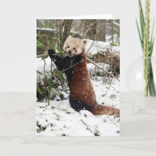 Christmas card - Red Panda 3
