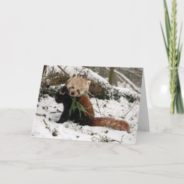 Christmas card - Red Panda 5 (Front)