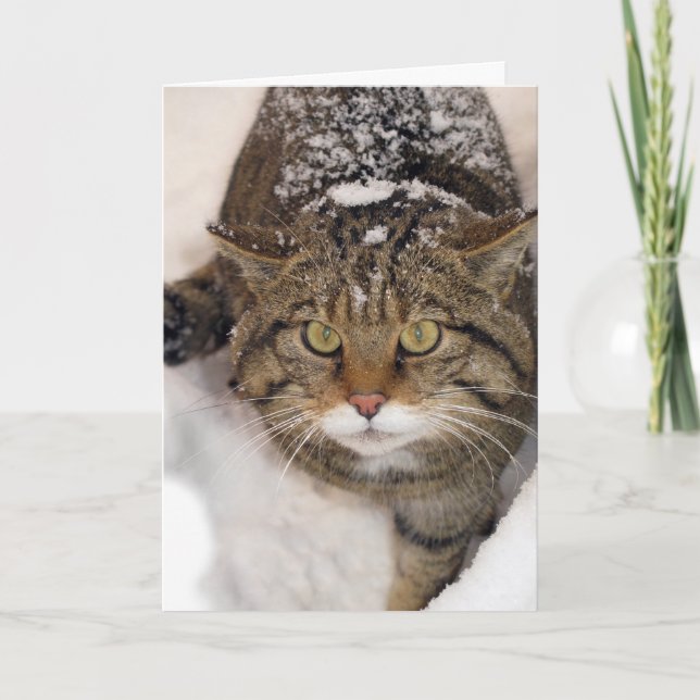 Christmas card - Scottish Wildcat (Front)