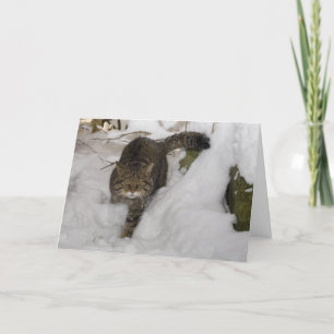 Christmas card - Scottish wildcat 4