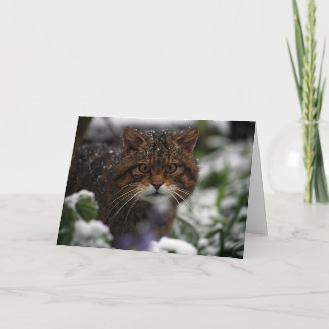 Christmas card - Scottish wildcat 6 (Front)