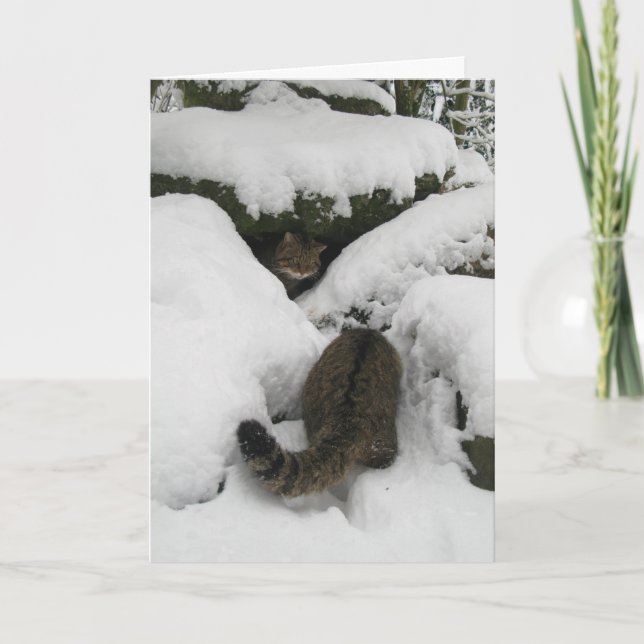 Christmas card - Scottish wildcat 7 (Front)