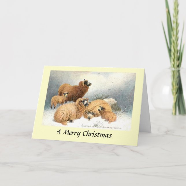 Christmas Card - Sheep in the Highlands (Front)