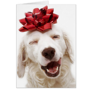 CHRISTMAS CARD WHITE RETRIEVER WITH RED BOW
