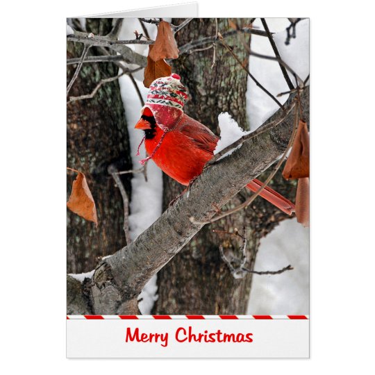 Christmas Cardinal Card