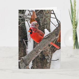 Christmas Cardinal Holiday Card
