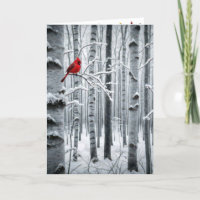 Christmas Cardinal In a Birch Tree Forest