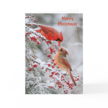 Christmas Cardinals with Red Berries in Winter