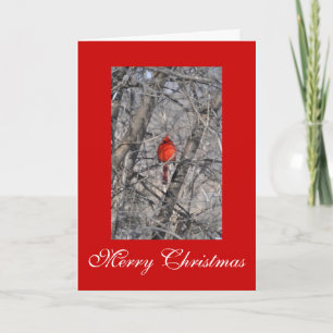 Christmas Cards by Janz Cardinal