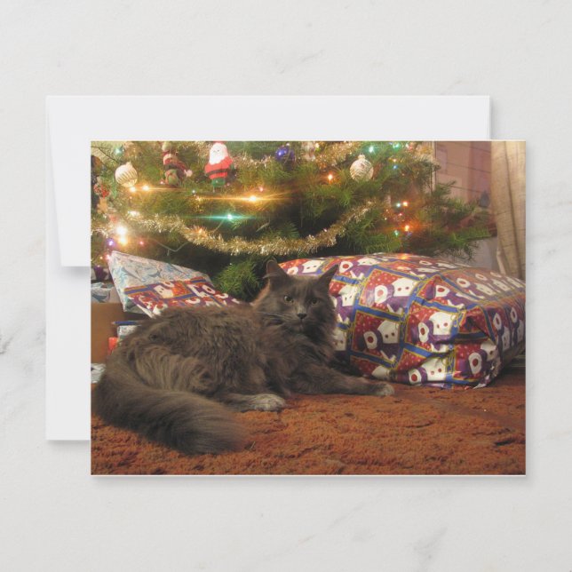 Christmas Cat Holiday Card (Front)