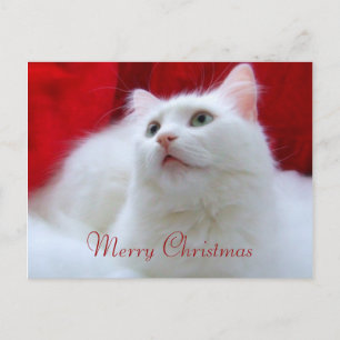 Christmas Cat Holiday Postcard
