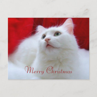 Christmas Cat Holiday Postcard