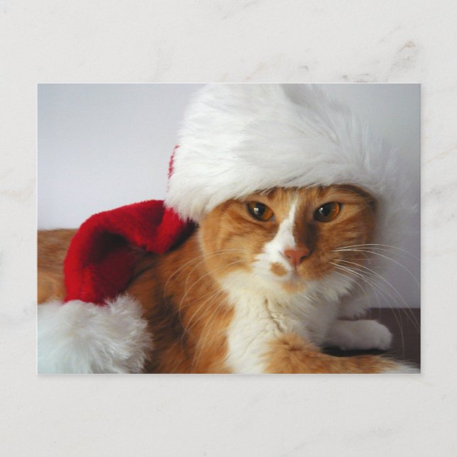 Christmas Cat in Santa Hat Postcard (Front)