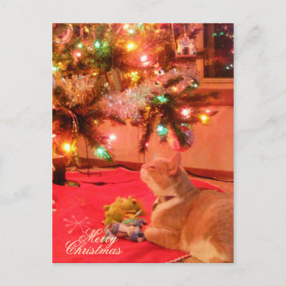 Christmas Cat Postcard