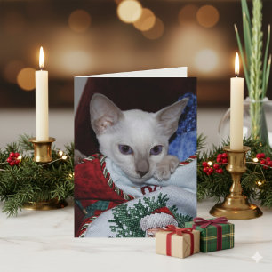 Christmas Cat - Siamese Lilac Point in Stocking Holiday Card