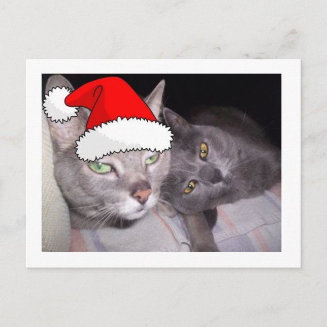 Christmas Cats Holiday Postcard (Front)