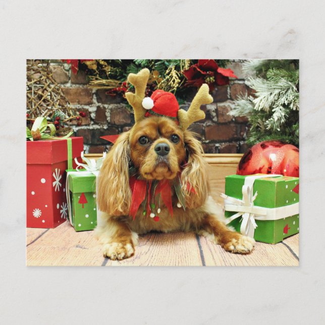 Christmas - Cavalier King Charles Spaniel - Meyers Holiday Postcard (Front)