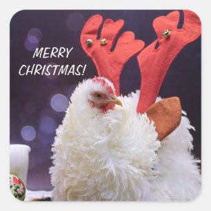 Christmas Chicken - Frizzled Cochin Bantam Pet Square Sticker