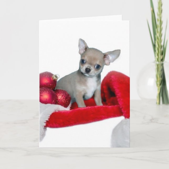Christmas Chihuahua dog Holiday Card (Front)