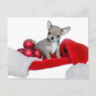 Christmas Chihuahua dog Holiday Postcard
