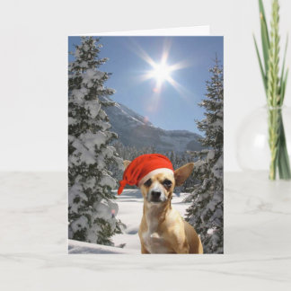 Christmas Chihuahua Holiday Card